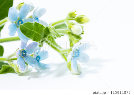 ブルースターのかわいい小花のアップ 無地背景 ブルースターのかわいい小花のアップ 無地背景 115911073