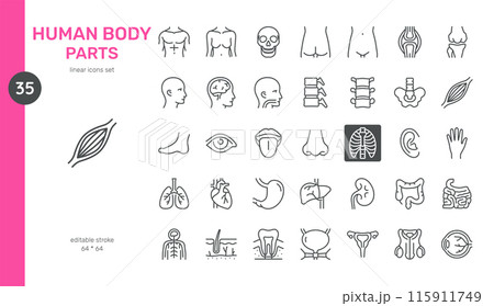 Human Body Parts Vector Icons Set. Anatomy Illustrations of Organs, Bones, Muscles, and Body Systems. Editable Linear Collection. Human Body Parts Vector Icons Set. Anatomy Illustrations of Organs, Bones, Muscles, and Body Systems. Editable Linear Collection. 115911749