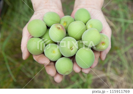 梅仕事 115911769
