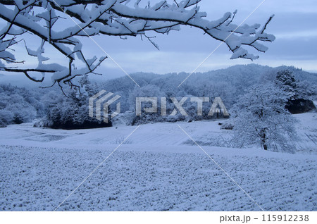 農村風景雪景色 三河内の棚田 つなぐ棚田遺産 柿の木 夢街道ルネサンス 農村風景雪景色 三河内の棚田 つなぐ棚田遺産 柿の木 夢街道ルネサンス 115912238