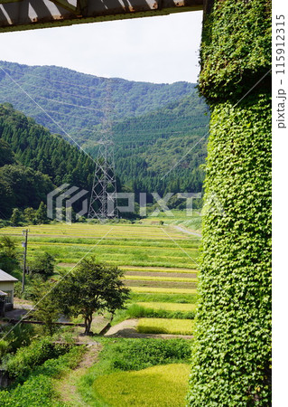 富山県富山市にある収穫間近の田んぼ6 115912315