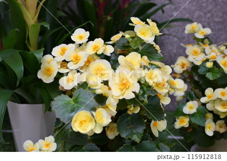 白い花 115912818
