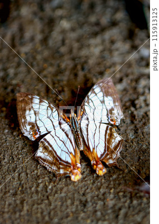 Elegant Common Mapwing Butterfly(Cyrestis thyodamas formosana) in Wulai, Taiwan. 115913125