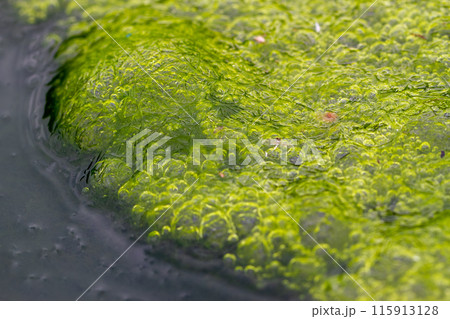 Vibrant Green Algae Patterns in Water with Bubbles, Wulai, Taiwan. 115913128