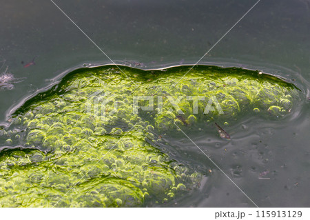 Vibrant Green Algae Patterns in Water with Bubbles, Wulai, Taiwan. Vibrant Green Algae Patterns in Water with Bubbles, Wulai, Taiwan. 115913129