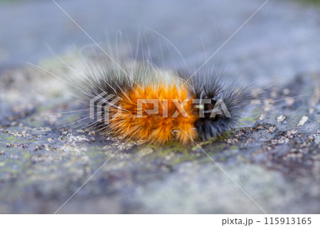 Vibrant lichen moth caterpillar in Wulai, Taiwan. 115913165