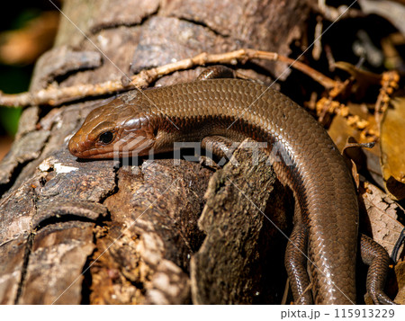 ニホントカゲのマクロ ニホントカゲのマクロ 115913229