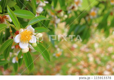 イジュ 白色の花 イジュ 白色の花 115913378