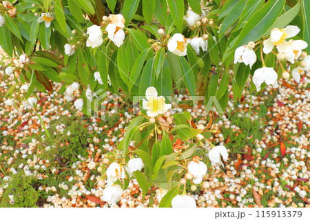 イジュ 白色の花 イジュ 白色の花 115913379
