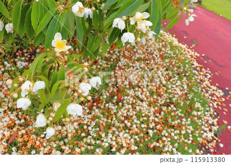 イジュ 白色の花 イジュ 白色の花 115913380