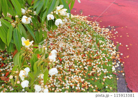 イジュ 白色の花 イジュ 白色の花 115913381