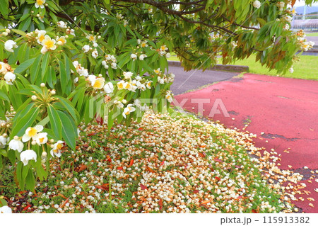 イジュ 白色の花 イジュ 白色の花 115913382