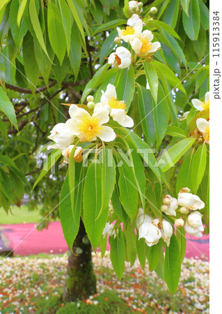イジュ 白色の花 イジュ 白色の花 115913384