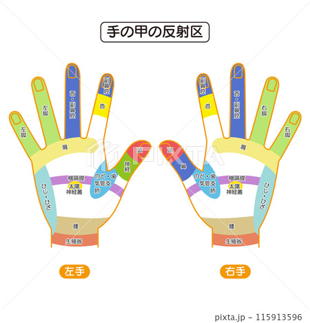 手の甲の反射区・手のつぼ　図解イラスト 115913596