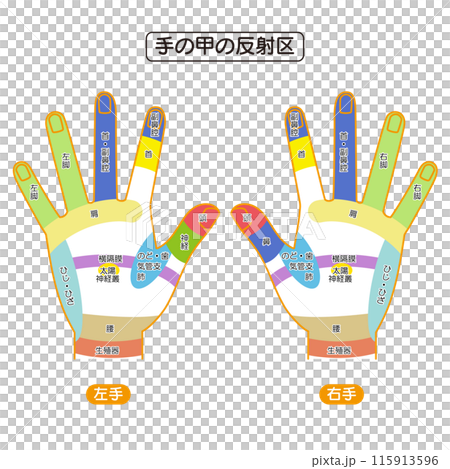 Illustrated illustrations of the reflex zones and pressure points on the back of the hand 115913596