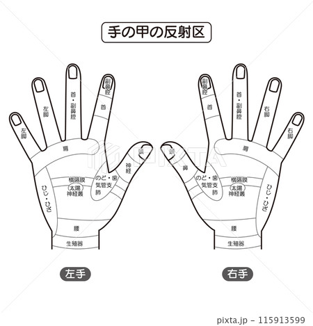 手の甲の反射区・手のつぼ　図解イラスト（モノクロ） 115913599