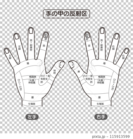 手の甲の反射区・手のつぼ　図解イラスト（モノクロ） 115913599