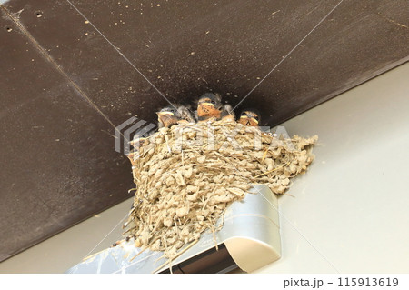 ツバメの巣にいるヒナたち ツバメの巣にいるヒナたち 115913619