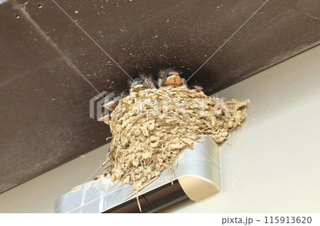 ツバメの巣にいるヒナたち ツバメの巣にいるヒナたち 115913620