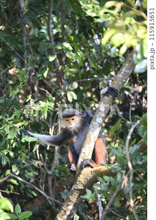 アカアシドゥクラングール アカアシドゥクラングール 115913651