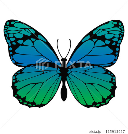 Blue and Green Butterfly Fluttering on a White Background. Moth Colorful Silhouette Design. Elegant Summer Wedding Decor. Exotic Butterfly Wings Printable Art. Vector illustration Blue and Green Butterfly Fluttering on a White Background. Moth Colorful Silhouette Design. Elegant Summer Wedding Decor. Exotic Butterfly Wings Printable Art. Vector illustration 115913927