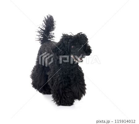 poodle in studio 115914012