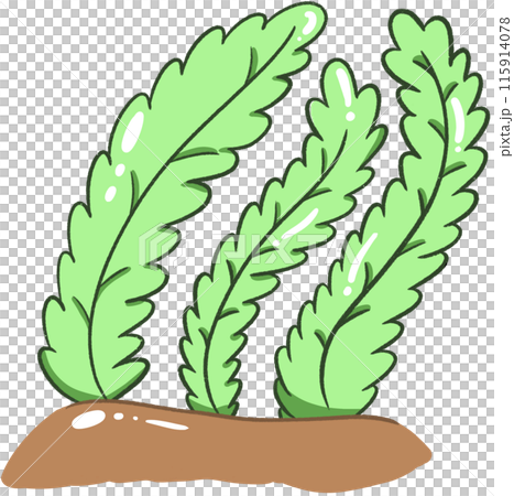 seaweed 115914078