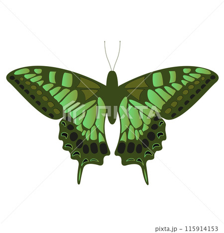 Green Machaon with Black Spots on a White Background. Tiger Swallowtail Colorful Silhouette Design. Exotic Butterfly Wing Ornament. Wildlife Inspired Greeting Card. Papilio Maackii Vector illustration Green Machaon with Black Spots on a White Background. Tiger Swallowtail Colorful Silhouette Design. Exotic Butterfly Wing Ornament. Wildlife Inspired Greeting Card. Papilio Maackii Vector illustration 115914153