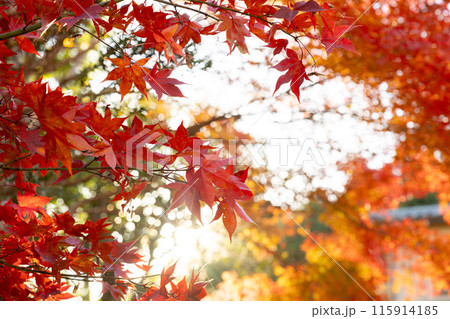 鮮やかな紅葉 鮮やかな紅葉 115914185