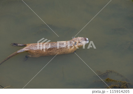 用水路を泳ぐヌートリア 115914205