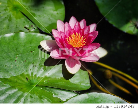 睡蓮の花 睡蓮の花 115914245