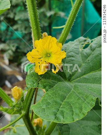 メロンの花とウリハムシ メロンの花とウリハムシ 115914246