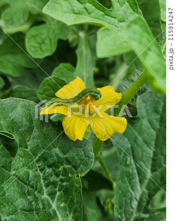 スイカの花を食害するタバコガ幼虫 スイカの花を食害するタバコガ幼虫 115914247