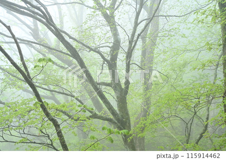 霧のブナ林(高知県いの町瓶ヶ森林道沿い) 霧のブナ林(高知県いの町瓶ヶ森林道沿い) 115914462