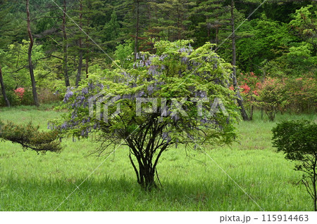 山藤咲く黒沢湿原1(徳島県三好市池田町漆川黒沢) 山藤咲く黒沢湿原1(徳島県三好市池田町漆川黒沢) 115914463