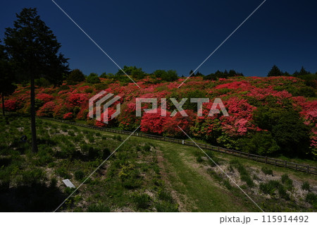 船窪つつじ公園のオンツツジ群落1(徳島県吉野川市山川町奥野井) 船窪つつじ公園のオンツツジ群落1(徳島県吉野川市山川町奥野井) 115914492