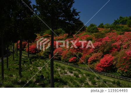 船窪つつじ公園のオンツツジ群落2（徳島県吉野川市山川町奥野井） 115914493