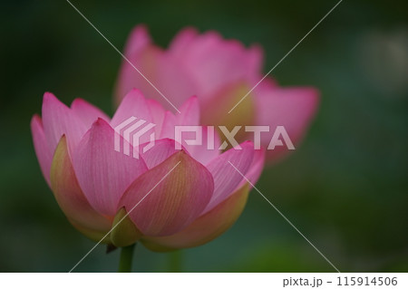 大賀蓮　和歌山県西牟婁郡上富田町 115914506