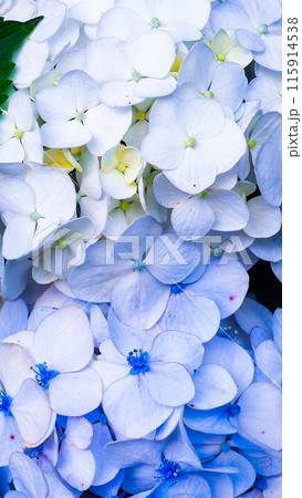 紫陽花 115914538