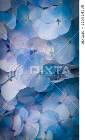 紫陽花 115914539