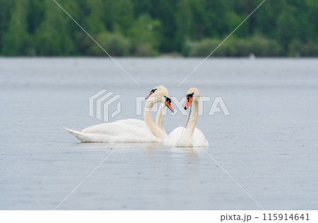 Two Graceful white Swans swimming in the lake, swans in the wild 115914641