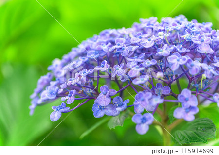 紫陽花の花クローズアップ「ブーゲンビリア運河周辺に咲き乱れるガクアジサイの花」　(八代市日奈久町) 115914699