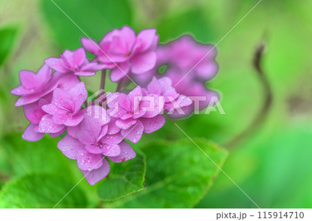 紫陽花の花クローズアップ「ブーゲンビリア運河周辺に咲き乱れるガクアジサイの花」　(八代市日奈久町) 115914710