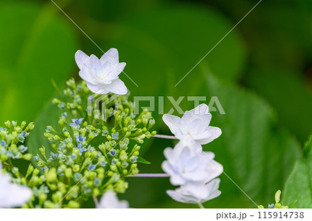 紫陽花の花クローズアップ「ブーゲンビリア運河周辺に咲き乱れるガクアジサイの花」 (八代市日奈久町) 紫陽花の花クローズアップ「ブーゲンビリア運河周辺に咲き乱れるガクアジサイの花」 (八代市日奈久町) 115914738
