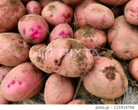 ジャガイモを食害するコメツキムシ幼虫 115914766