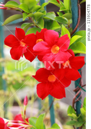 真っ赤なサンパラソルの花 115914778