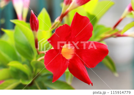 真っ赤なサンパラソルの花 115914779