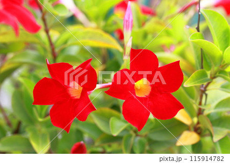 真っ赤なサンパラソルの花 115914782