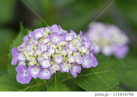 あじさいの花 紫陽花 宮城県川崎町 あじさいの花 紫陽花 宮城県川崎町 115914798