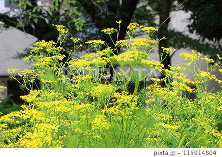 満開の茴香(ウイキョウ)の花 満開の茴香(ウイキョウ)の花 115914804